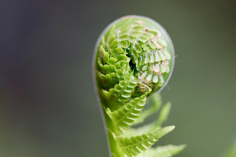 Fantasy Fern