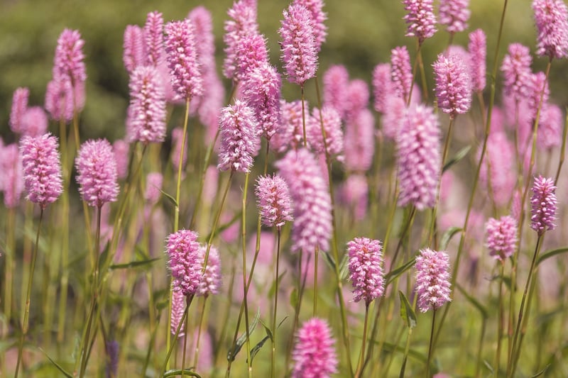 Magical Meadow