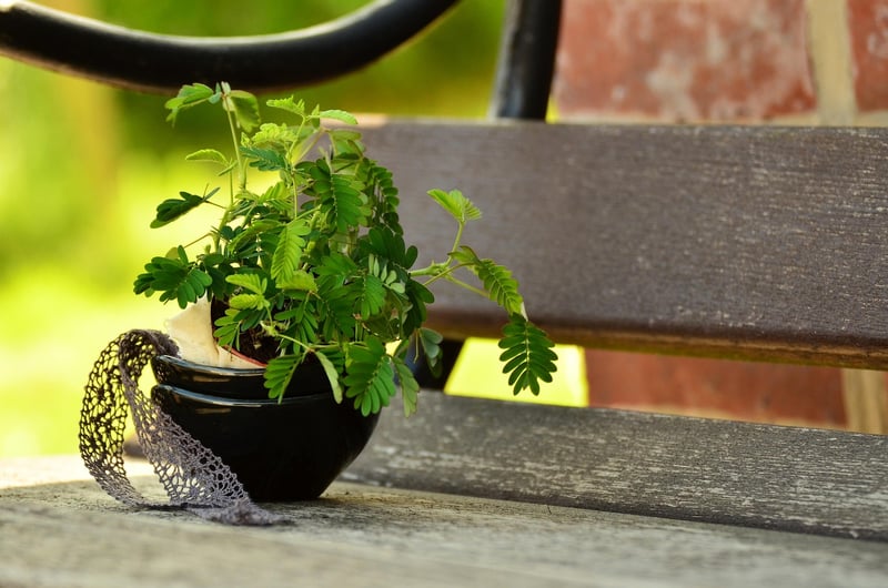 Sensitive Plant